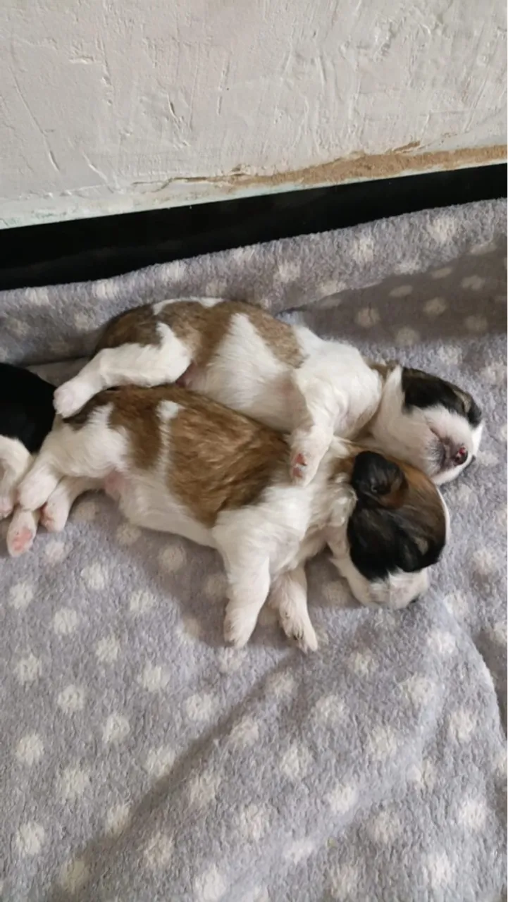 4 filhotes de cachorro