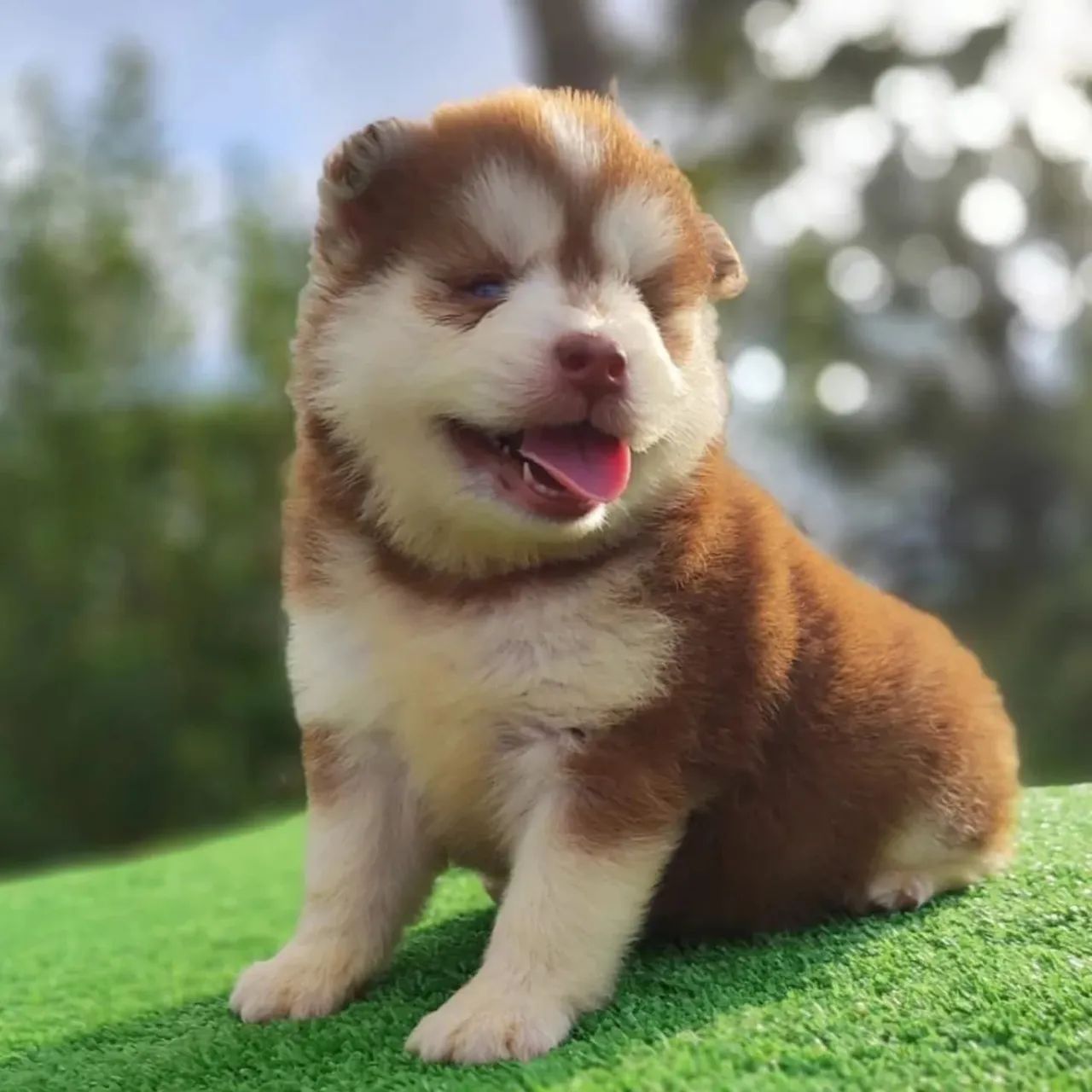 Pomsky macho é fêmea  - Foto 2