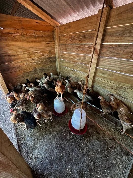 Lote de galinhas diversas - Foto 3