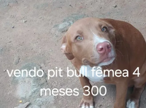 Vendo cachorro bit Bull 4 meses 300 motivo de viagem