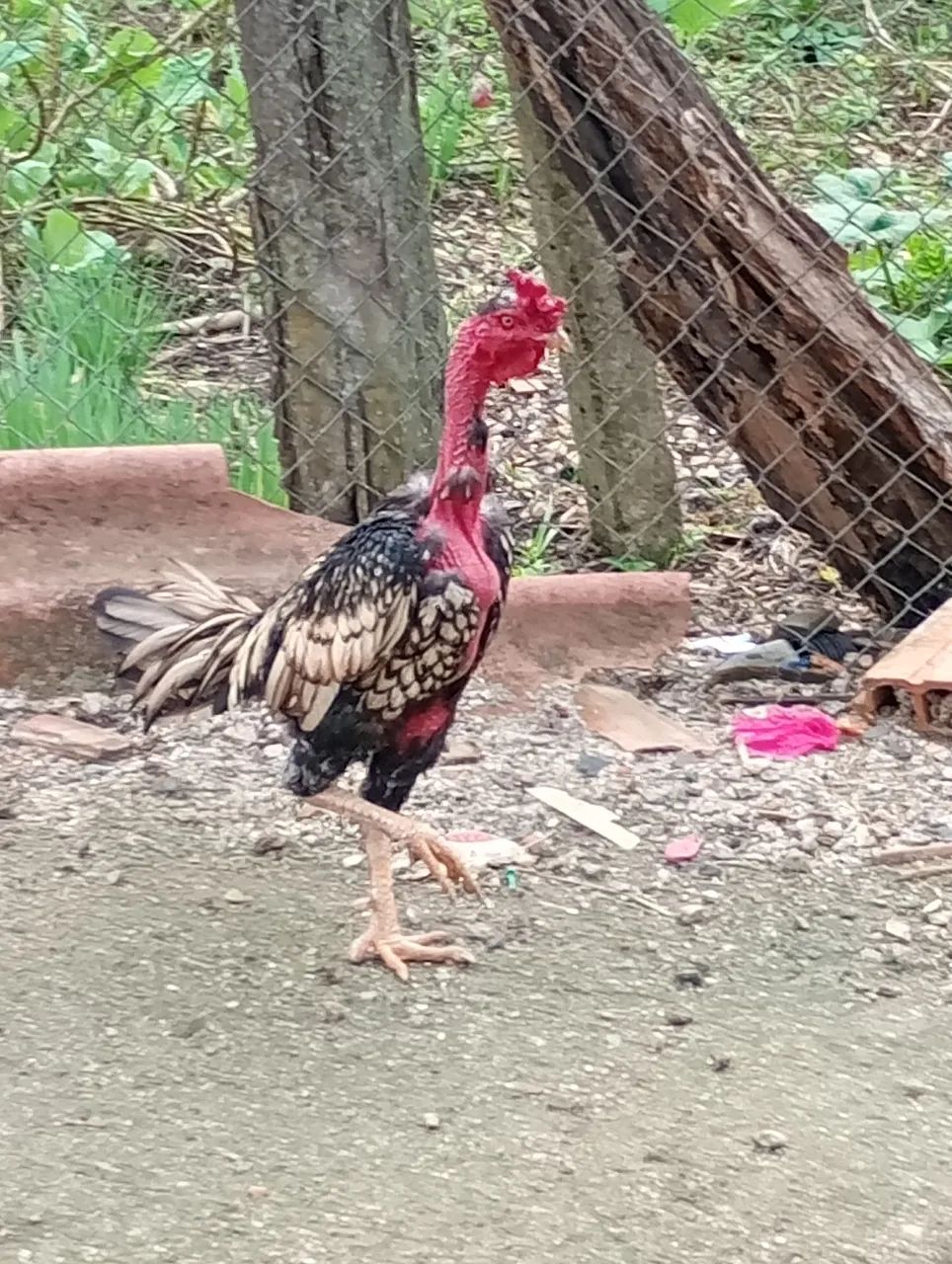 Galo índio Madagáscar