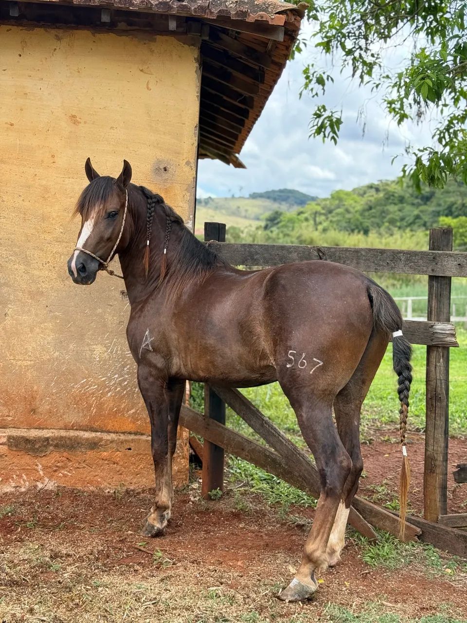 Garanhão com 4 anos sem papel 