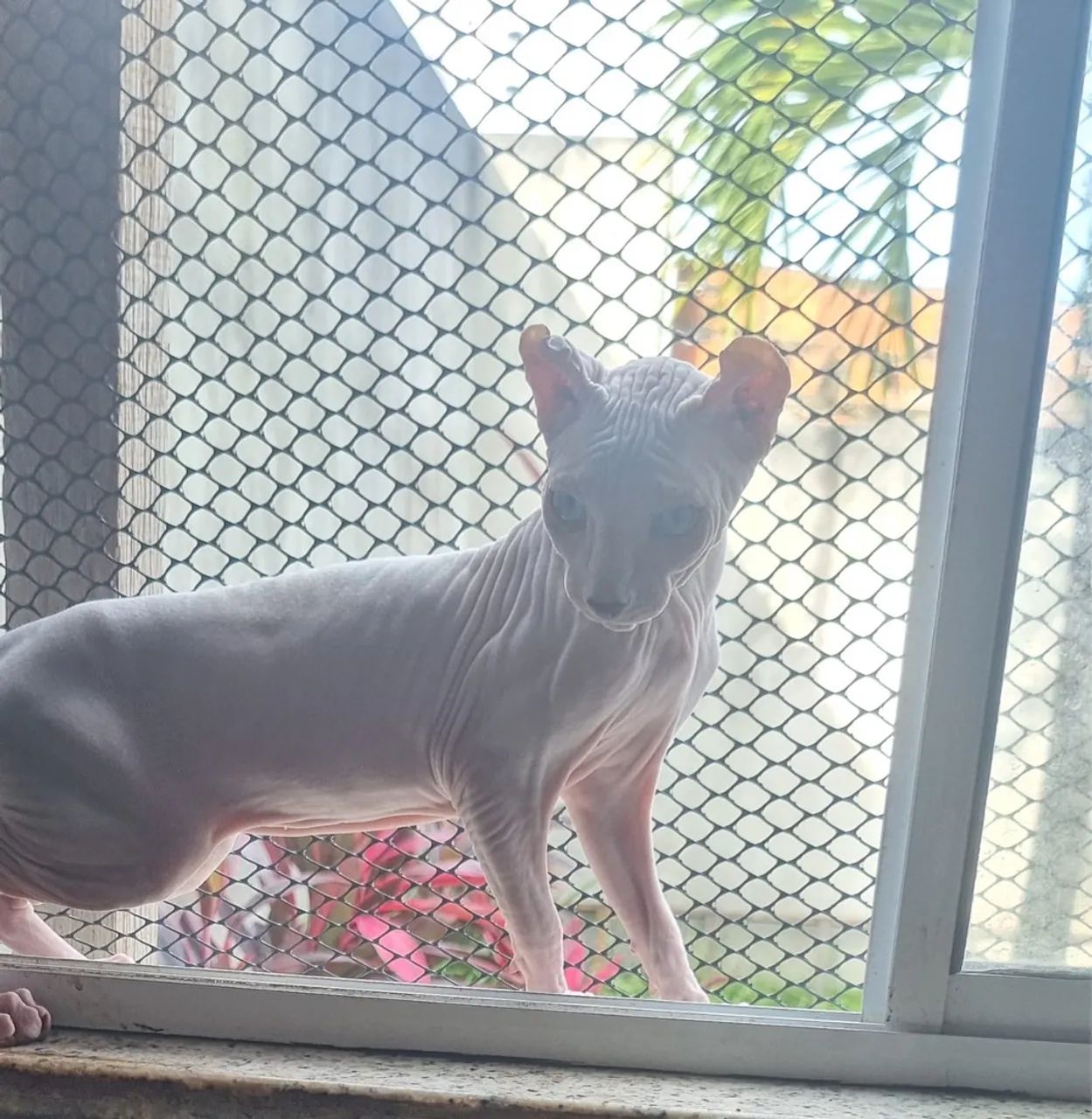 Lindo gato Sphynx ( Elf ) - Foto 4