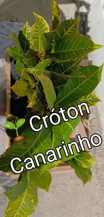 1 MUDA DE CRÓTON CANARINHO - Foto 4