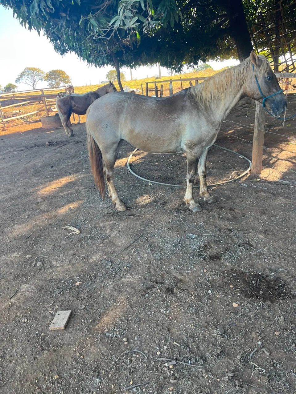 Égua crioula P.O - Foto 4