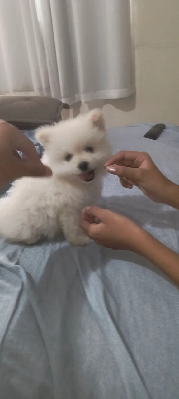 Urgente Filhote de Spitz Alemão, Lulu da Pomerania