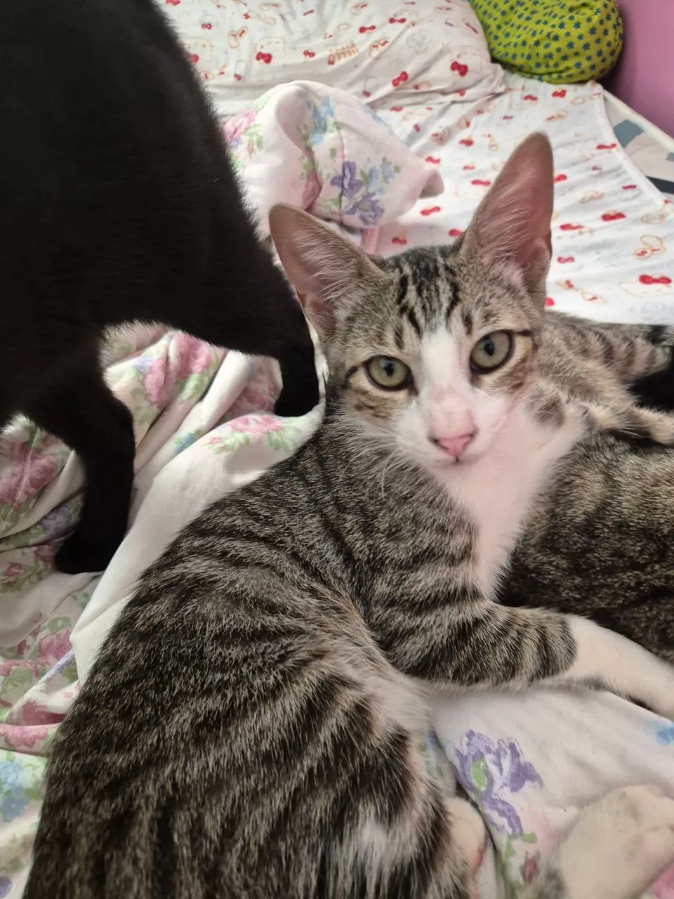 Gatinho pra adoção  - Foto 5