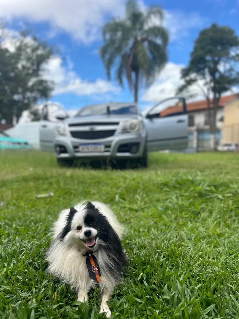 Lindo Spitz Alemão macho