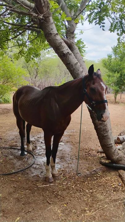 Cavalo de vaquejada de direita  - Foto 6