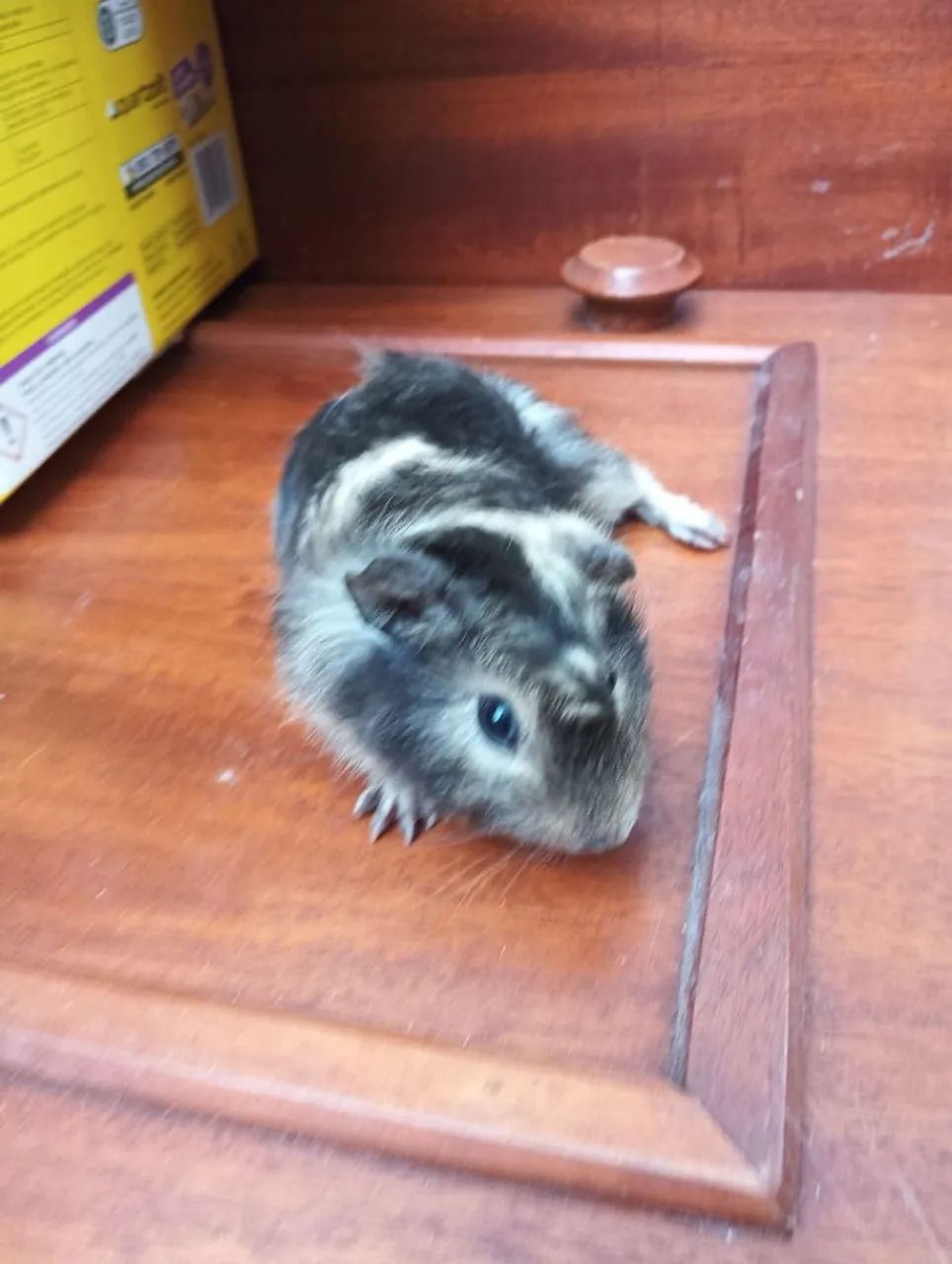 Vende-se porquinhos da índia jovem - Foto 4