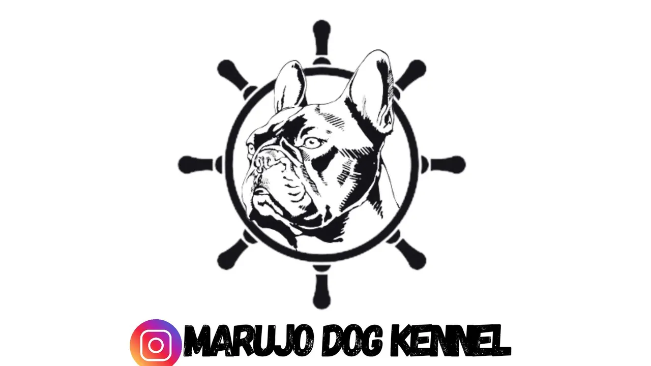 Yorkshire Terrier - Marujo Dog Kennel