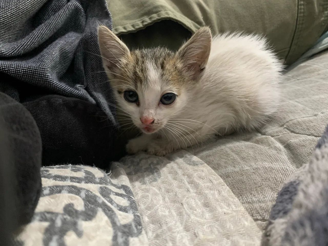 DOAÇÃO GATINHA FÊMEA  - Foto 6