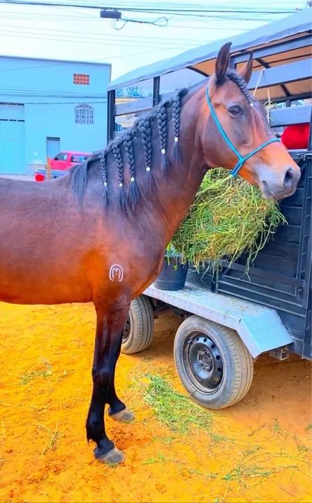 MANGALARGA MARCHADOR REGISTRADO  - Foto 2