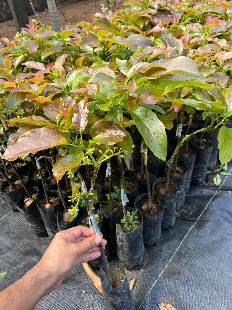 Mudas de Abacateiras Prontas para Plantio - Qualidade Garantida!