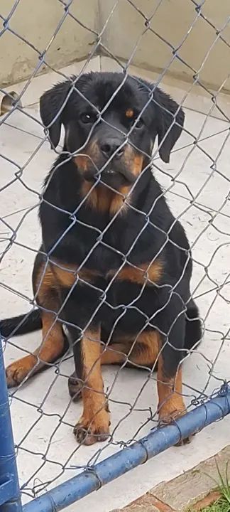 Fêmea Rottweiler 8 Meses (Venda)