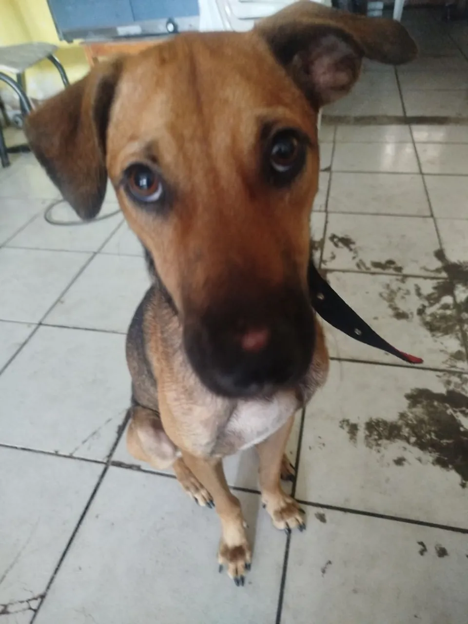 Cãozinho adorável para adoção