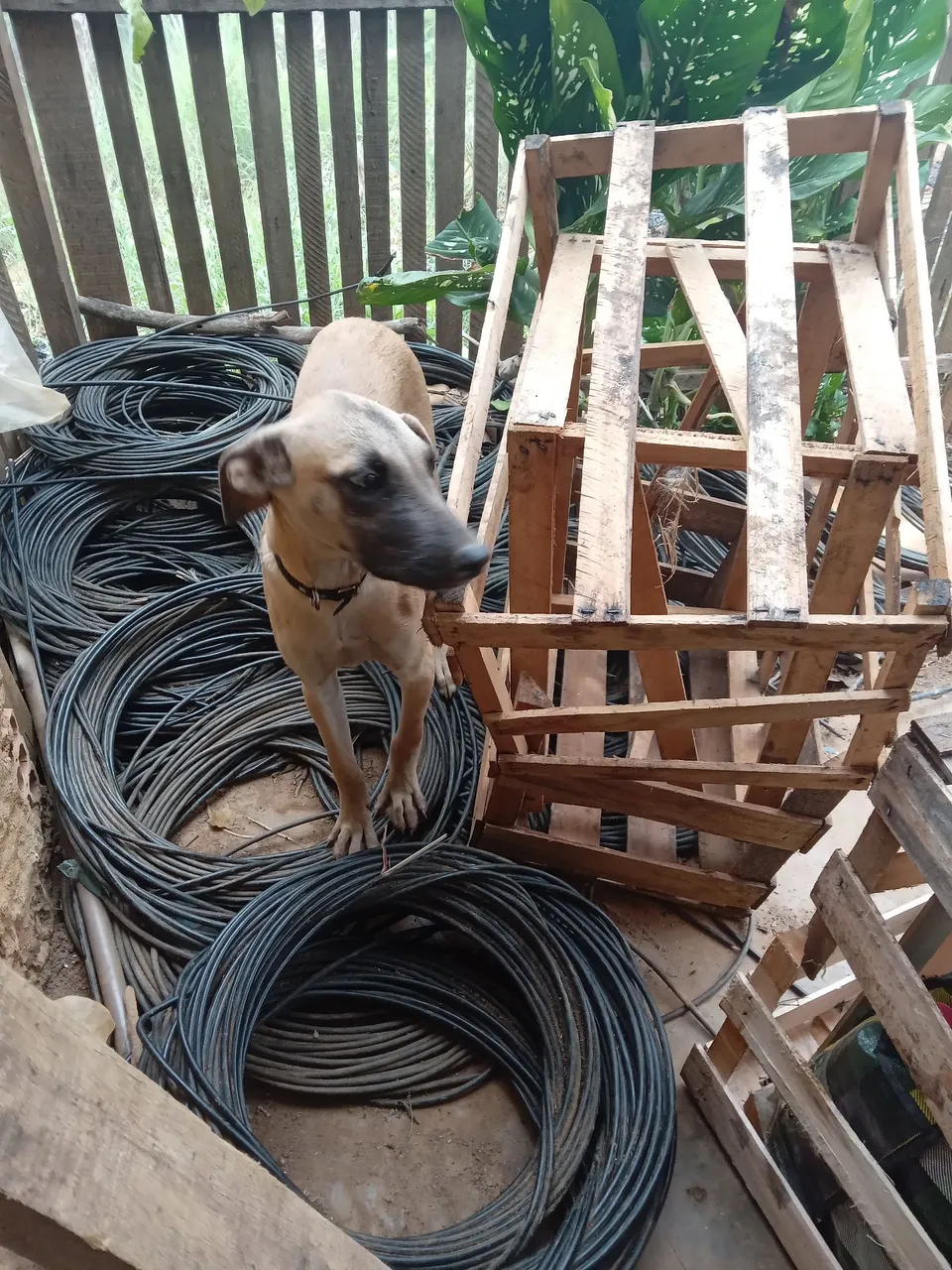 Cachorrinho para doação