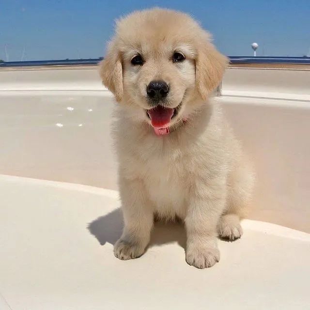 Golden para alegrar seu lar e sua família hoje 