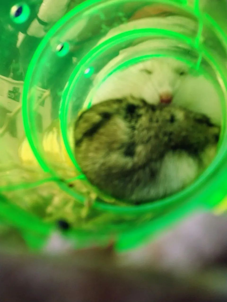 Hamster e Acessórios