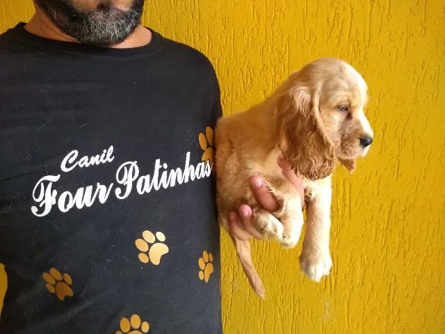 Cocker Spaniel Inglês Bem Alegre