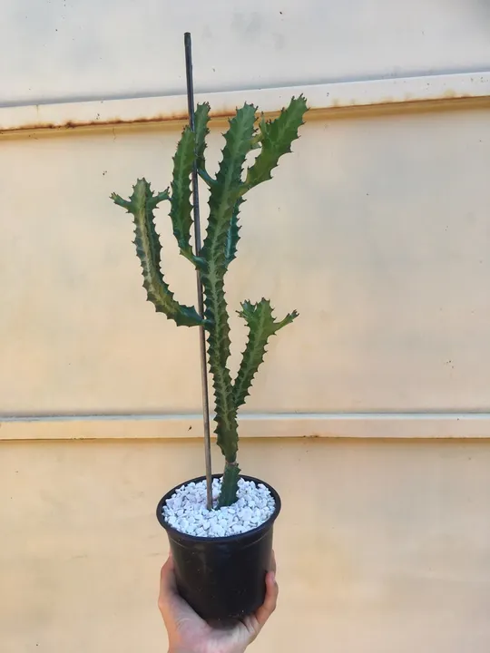 Cacto  Euphorbia Láctea 