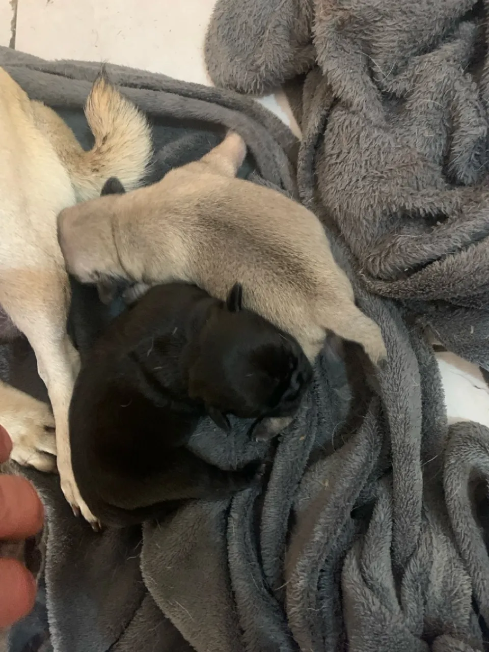 Filhotes de pug para venda..Fêmea preta e macho abrirot