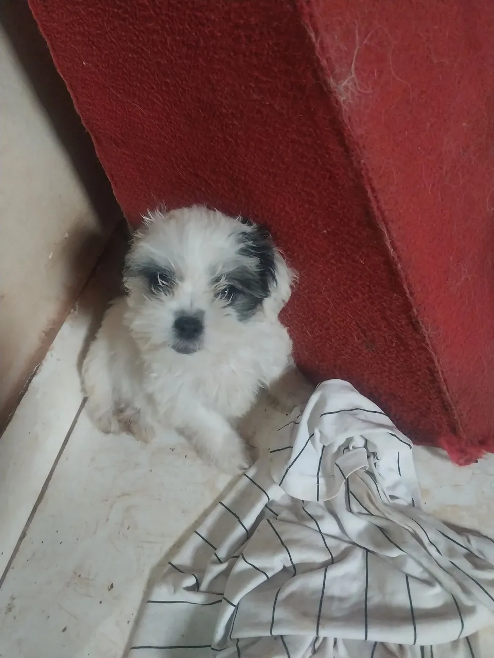 Filhote Shih Tzu - Fofo e Carinhoso