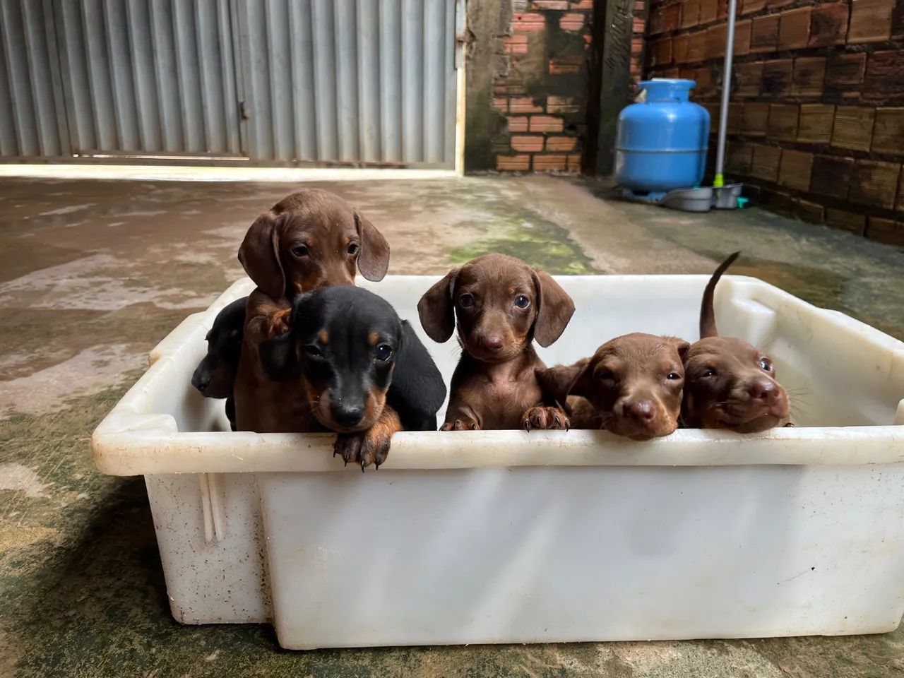 Filhotes de Dachshund - Foto 6