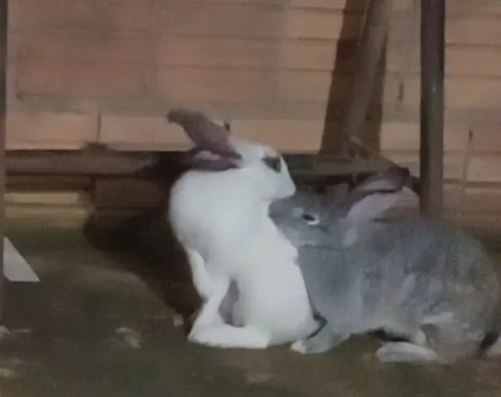 Duas coelha pra vender  