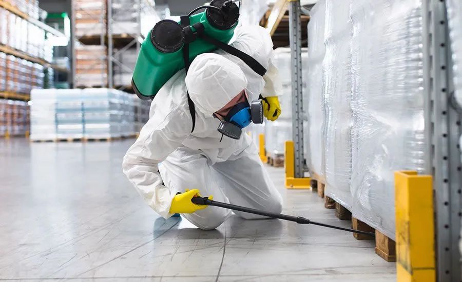 Dedetização contra Aranha Marrom, Aranhas em geral e insetos - Foto 3