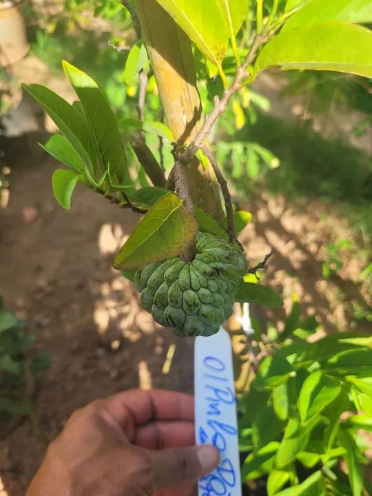 Mudas Frutíferas Enxertadas 