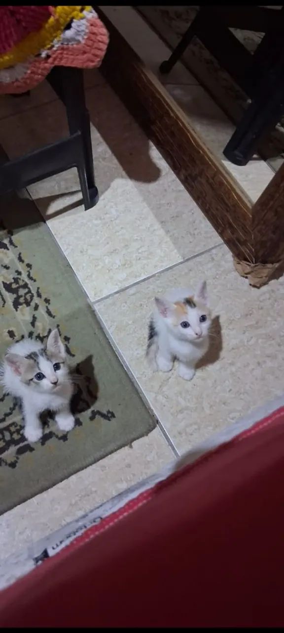 Prontos para alegrar sua casa !?