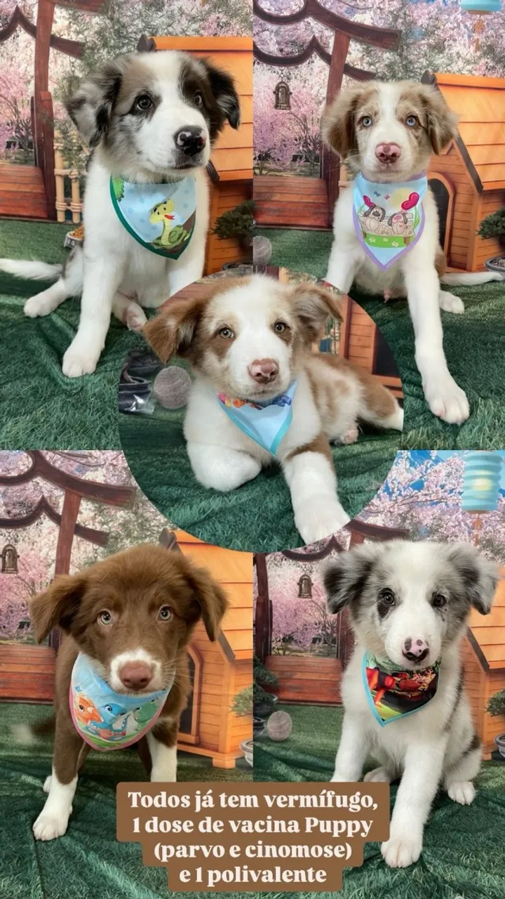 FILHOTES DE BORDER COLLIE