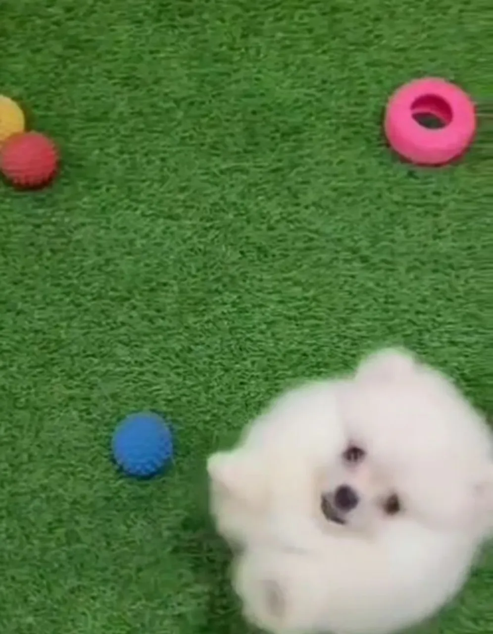 Filhote de Spitz Alemão (Lulu da Pomerânia) disponível!