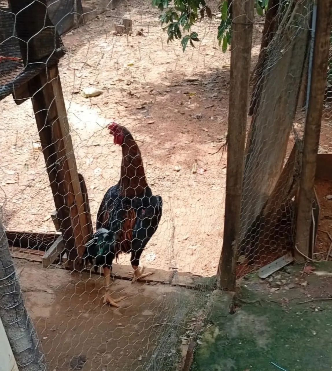 Vendo Galo Caipira