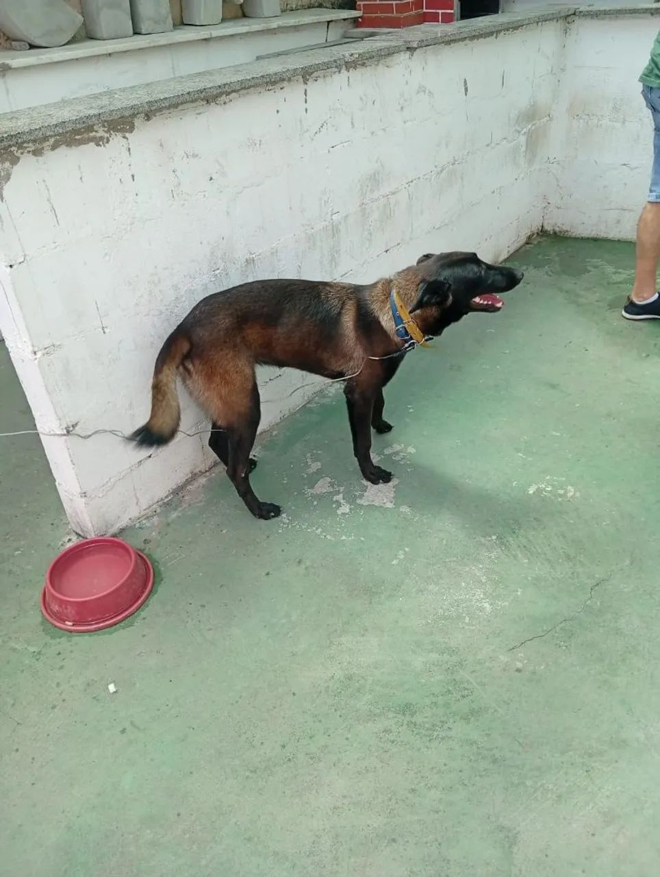 Cachorro malinoa