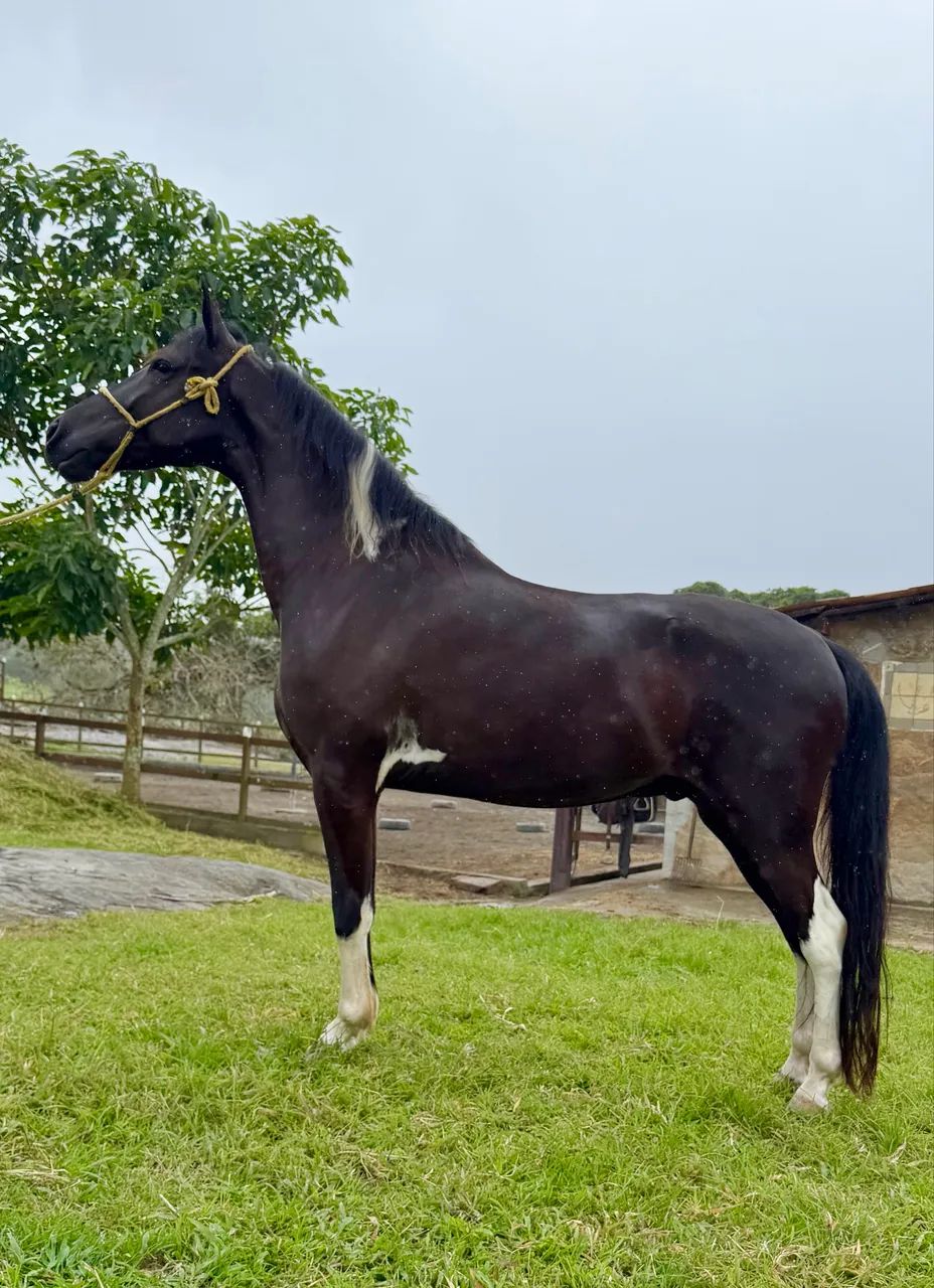 Cavalo Mangalarga marcha Picada  - Foto 4