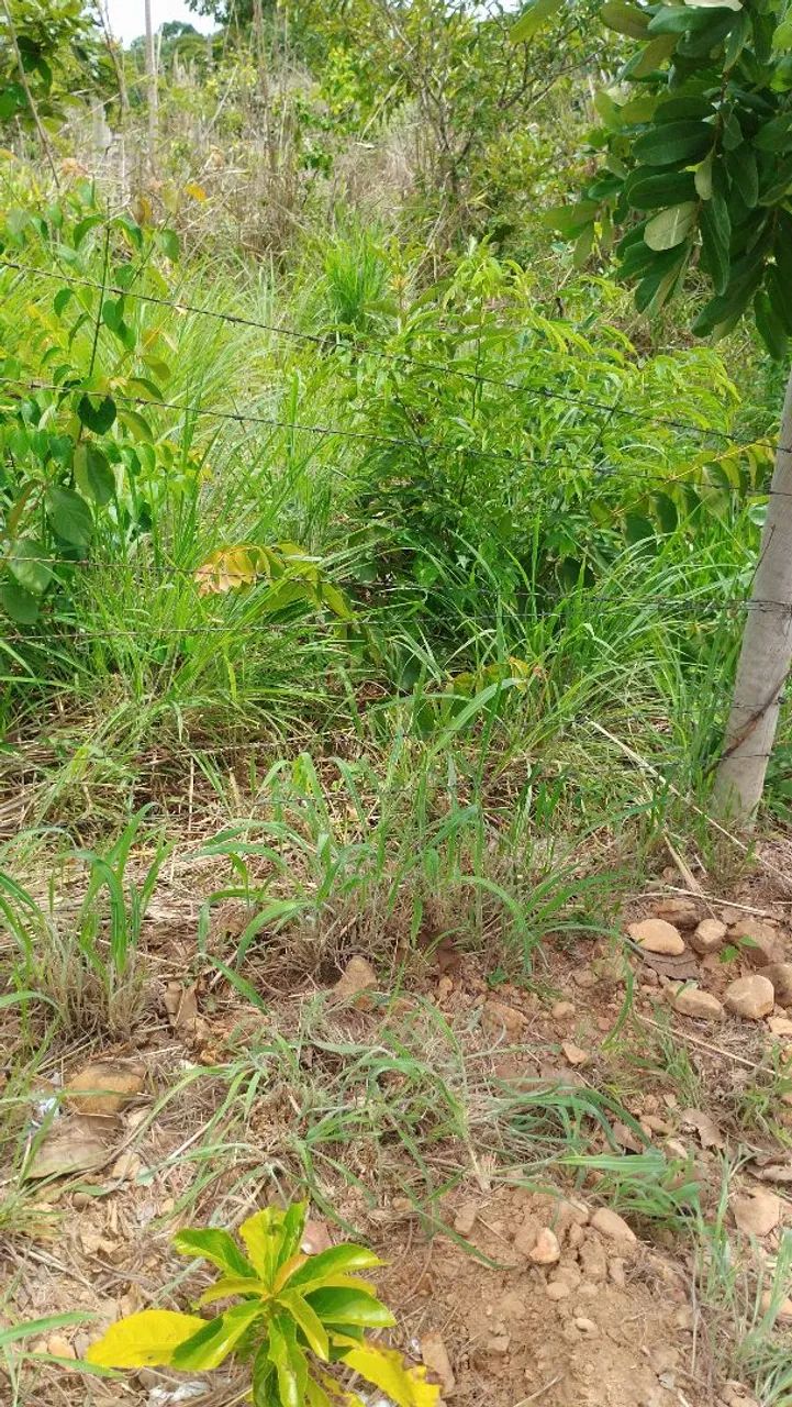 Vende se chácara 4350 m2 - Foto 4