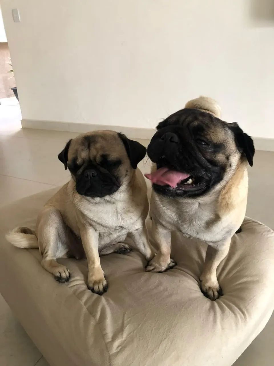 Pug filhote  - Foto 5