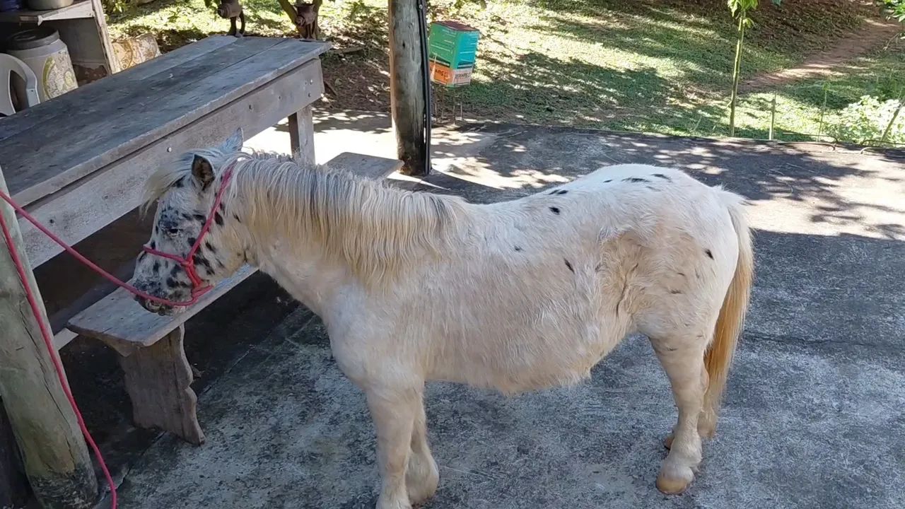  Pônei mini horse 