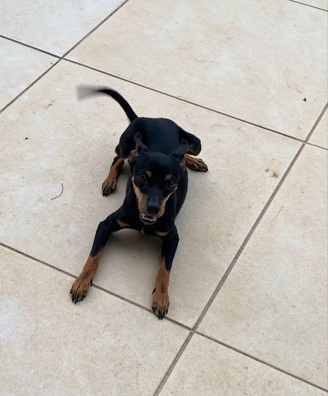 Cachorro - Foto 4