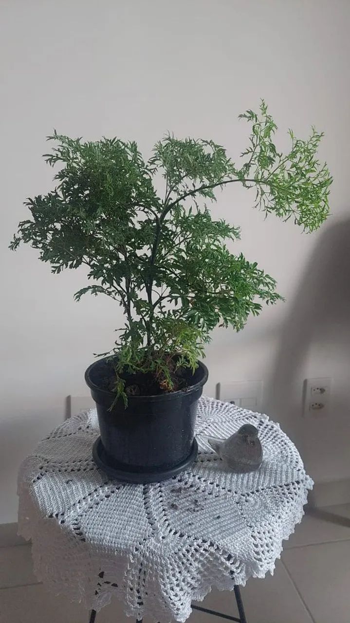 Plantas - Foto 2