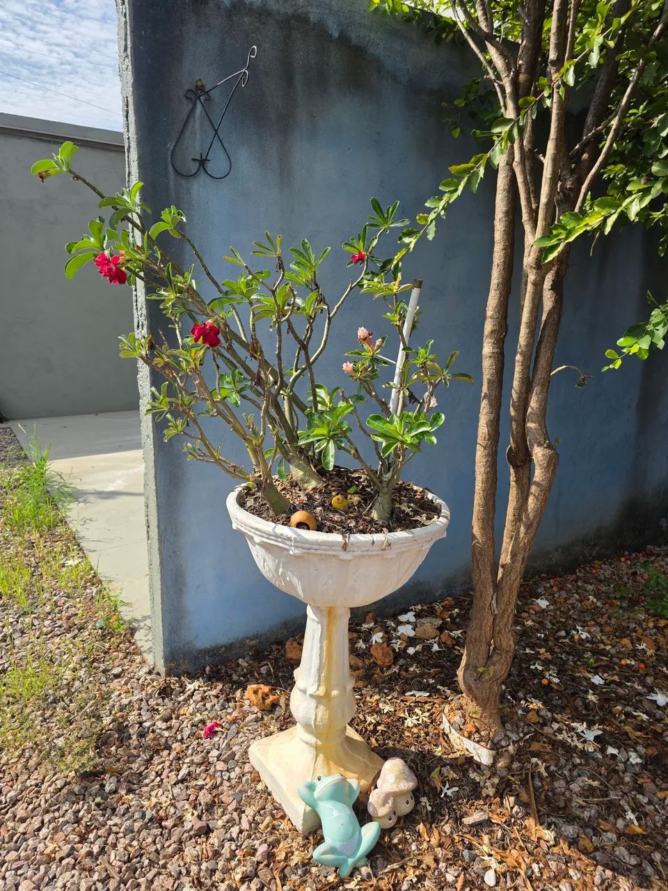 Plantas - Foto 2