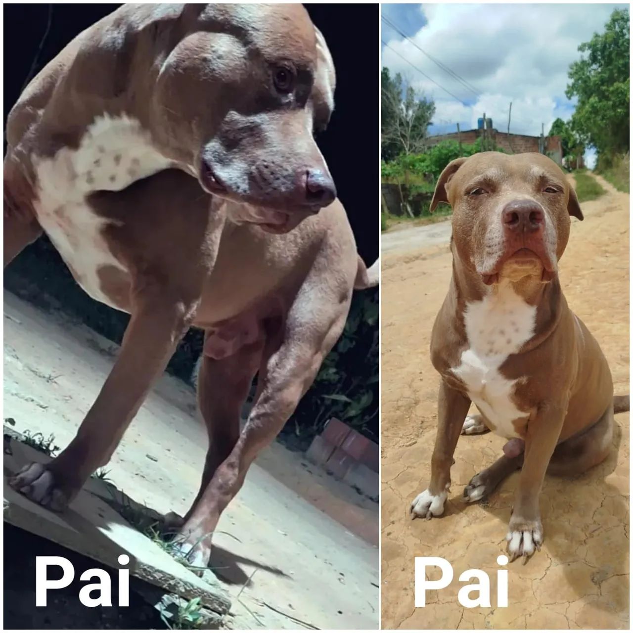 Cachorro pit bull - Foto 2