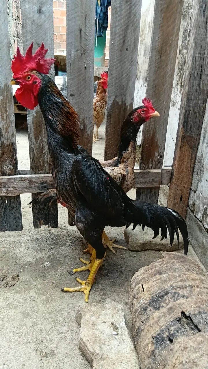 VENDO - Foto 2
