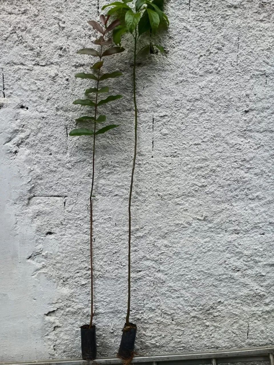 Mudas nativas para reposição ambiental - Foto 2