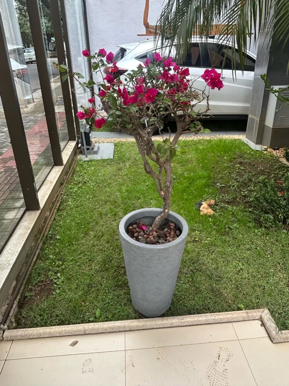 Buganvile planta com vaso - Foto 2