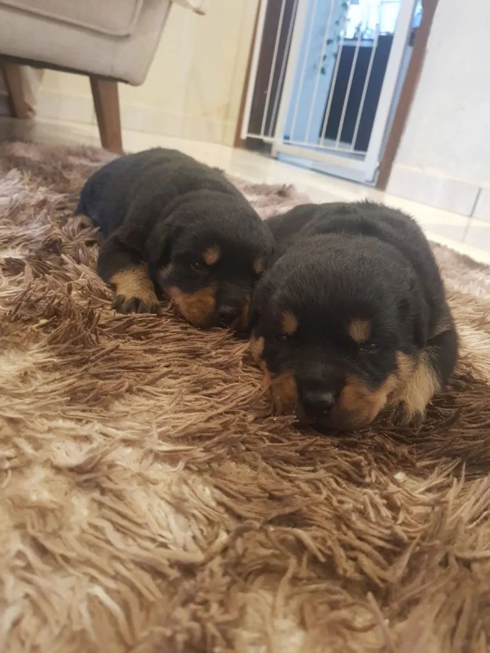 Rottweiler  - Foto 3