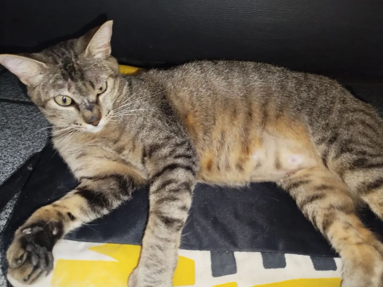 Gata castrada para adoção responsável  - Foto 4