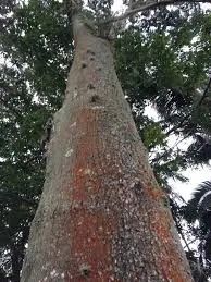  Copaiba -Copaifera langsdorffii- (Vendo mudas) - Foto 5